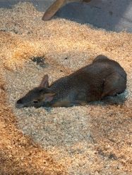 -Zoolung Zoolung动物主题公园(海信广场店)
