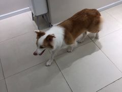 -怪兽屋·羊驼·猫咖·狗咖(俊华广场店)