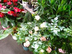 -沃尔玛购物广场(霖雨路店)