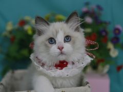-lincat·猫舍(广州店)