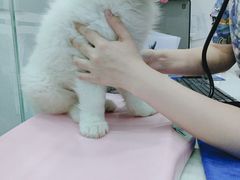 -佑安动物医院·全科·内窥镜中心(幸福巷店)