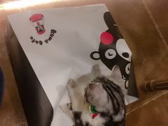 -共舞时光猫咖·狗咖(新街口店)