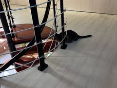 -豆逗聊愈猫阁Easy Life