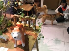 -柴务处·柴犬主题狗咖