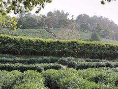 -树山生态村