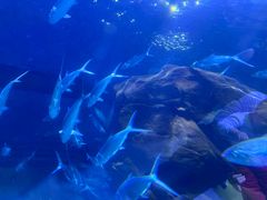-洛阳龙门海洋馆