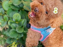 -昌平兴寿秀秀草莓采摘园