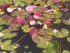 -国家植物园南园