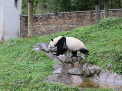 -卧龙中华大熊猫苑神树坪基地