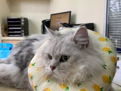 -芭比堂宠物医院·全科爱猫医院·仁德分院