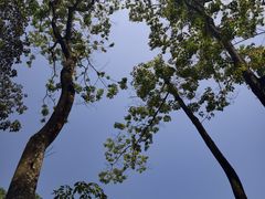 -广州市流溪河国家森林公园