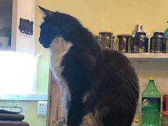 -猫色咖啡·猫咖