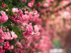 -广富林郊野公园