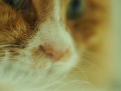 -纳吉亚猫专科动物诊疗中心(蒋宅口分院)