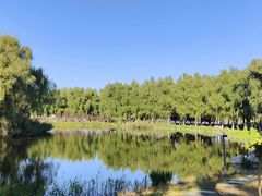 -大兴滨河森林公园