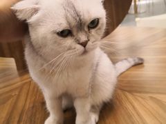 -飞行喵MR PILOT|猫舍·猫咖(静安大融城店)