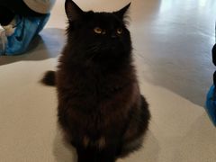 -藏猫猫咖啡主题馆(中央大道店)