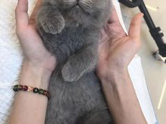 -lincat·猫舍(广州店)