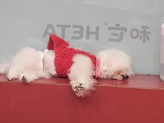 -和它·交个朋友·狗咖猫咖(爱琴海店)