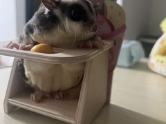 -雨林宠物医院 非犬猫异宠专科