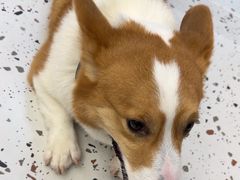 -瑞派康怡24h宠物医院·犬猫医疗中心·微创绝育(瑞景分院)