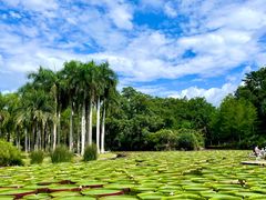 -中国科学院西双版纳热带植物园
