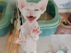 -糯米喵星人总部直营旗舰店·猫舍·幼猫出售