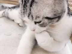 -共舞时光猫咖·狗咖(新街口店)