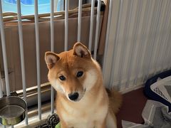 -翊宠yipet猫狗购宠庄园犬舍•猫舍