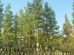-习家池