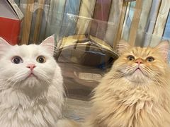-小时光咖啡馆(开森度假森林店)