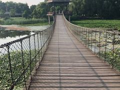 -荷塘月色湿地公园·向阳花洲