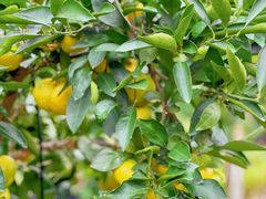 -前小桔亲子创意农场·草莓采摘·露营烧烤