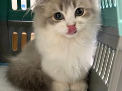 -四月宠物医院·猫专科·心脏专科·内科(转塘店)