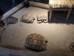 -酷嗒动物文化乐园(cutezoo西溪乐天城店)