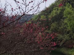 -桃花岭景区