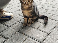 -高子水居