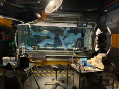 -奥兰多迪士尼动物王国乐园