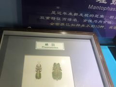 -上海昆虫博物馆