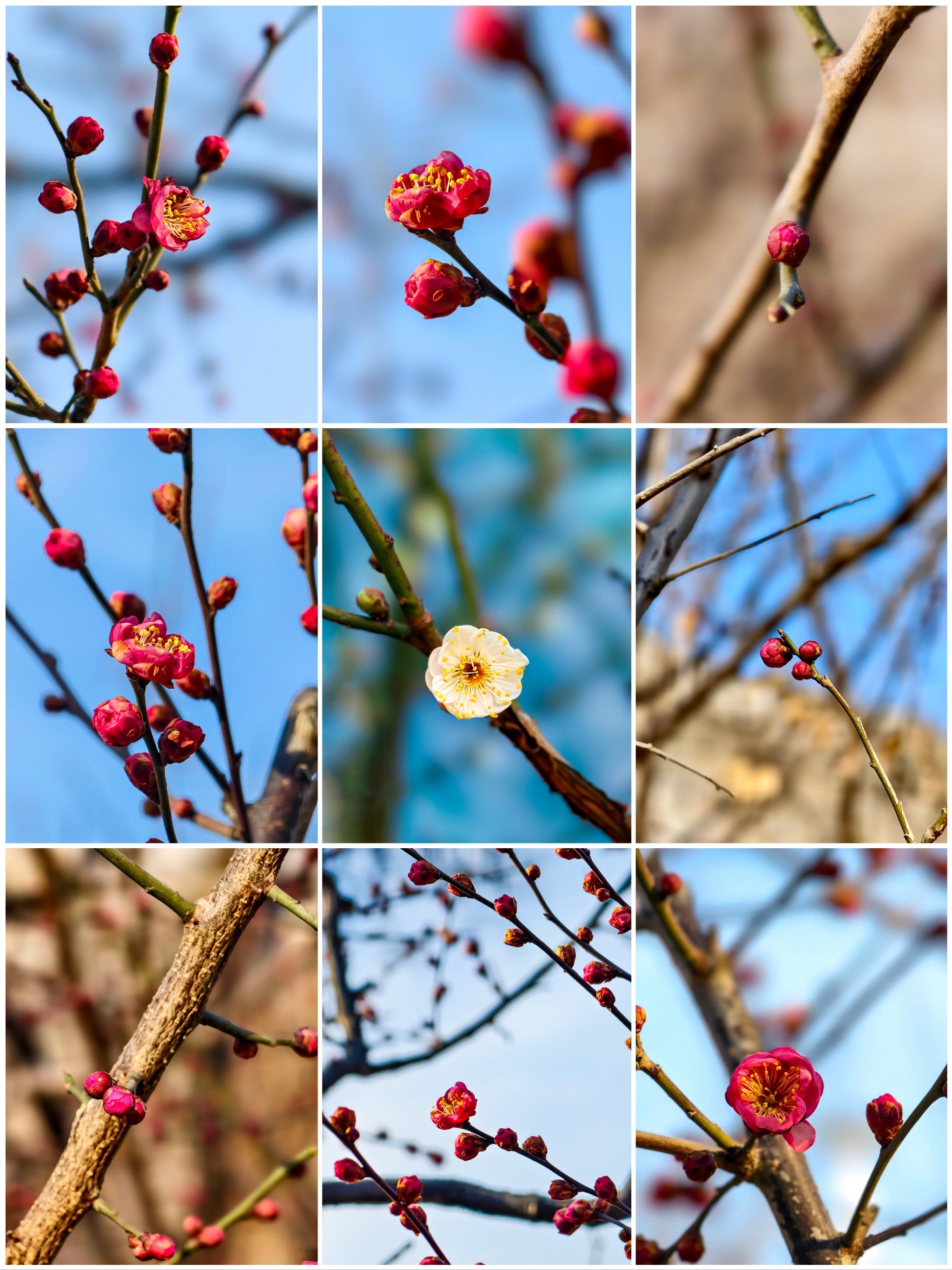 北京明城墙遗址公园:梅花初绽,但先别来