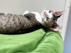 -PETKIT 小佩宠物·德文赛凯猫舍