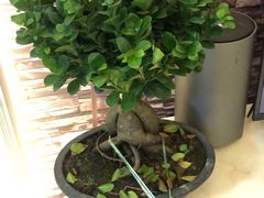 -三圣花乡旅游区