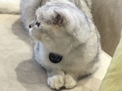 -啵啵喵·猫咖(攀华国际店)