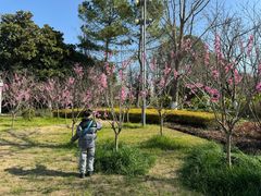 -金鸡湖桃花岛