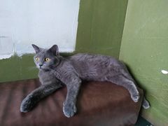 -猫猫幼稚园·撸猫·桌游·电玩