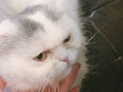 -猫咪咖啡·猫咖(万达广场店)