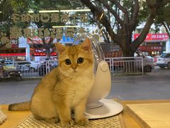 -袖虎宠物·金渐层缅因猫舍(灵芝店)
