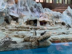 -帝企鹅自助餐厅•儿童岛•真企鹅(长隆企鹅酒店)