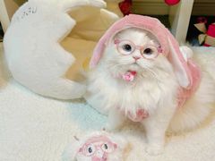 -lincat·猫舍(广州店)