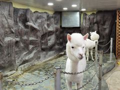 -上海大自然野生昆虫馆(东方明珠·爬宠昆虫探索中心)